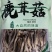 100克鹿茸菇精心挑选优质食材煲汤炒菜味美香甜