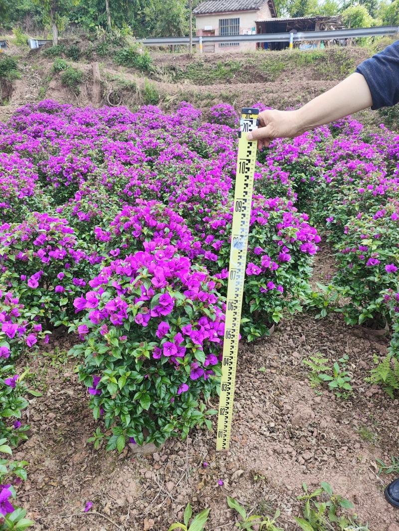 2公分三角梅球