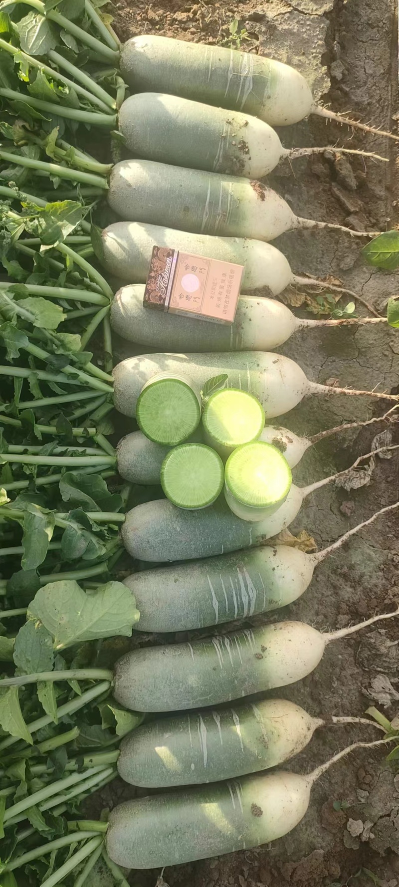 水果萝卜，脆甜可口，保质保量，欢迎新老朋友联系
