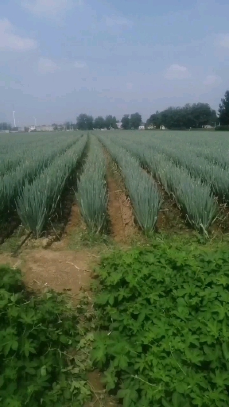 河南周口大葱大量供应中，市场，电商，加工厂，需要的联系！