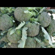 精品西兰花，花球紧实，浓绿，无侧芽，无空心。