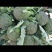 精品西兰花，花球紧实，浓绿，无侧芽，无空心。