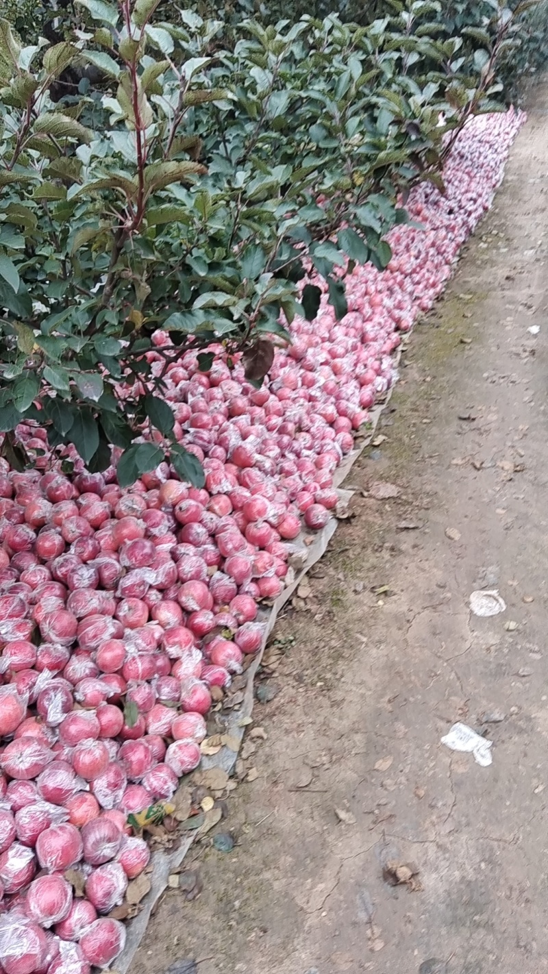 国红苹果