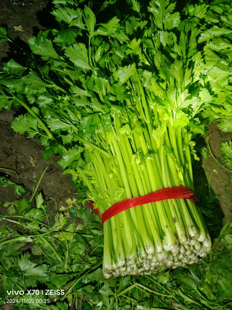 江苏徐州精品小西芹55-60Cm脆嫩黄亮，大量供应
