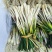 荞苗，荞头