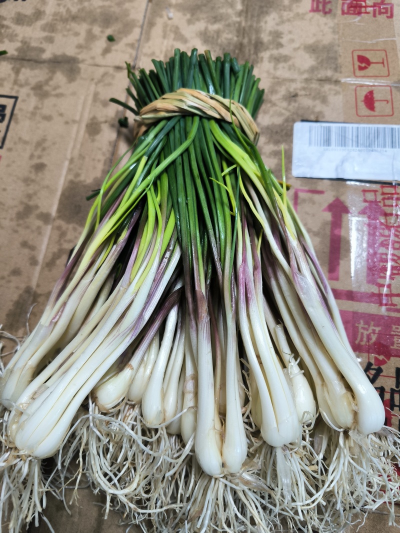 荞苗，荞头