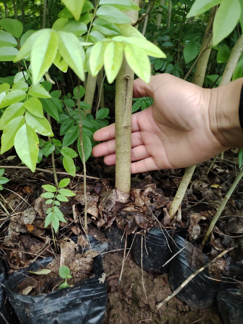 海南黄花梨树苗降香黄檀树苗红木苗1.5-2米高