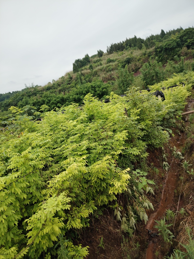 海南黄花梨树苗降香黄檀树苗红木苗1.5-2米高