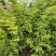 海南黄花梨树苗降香黄檀树苗红木苗1.5-2米高