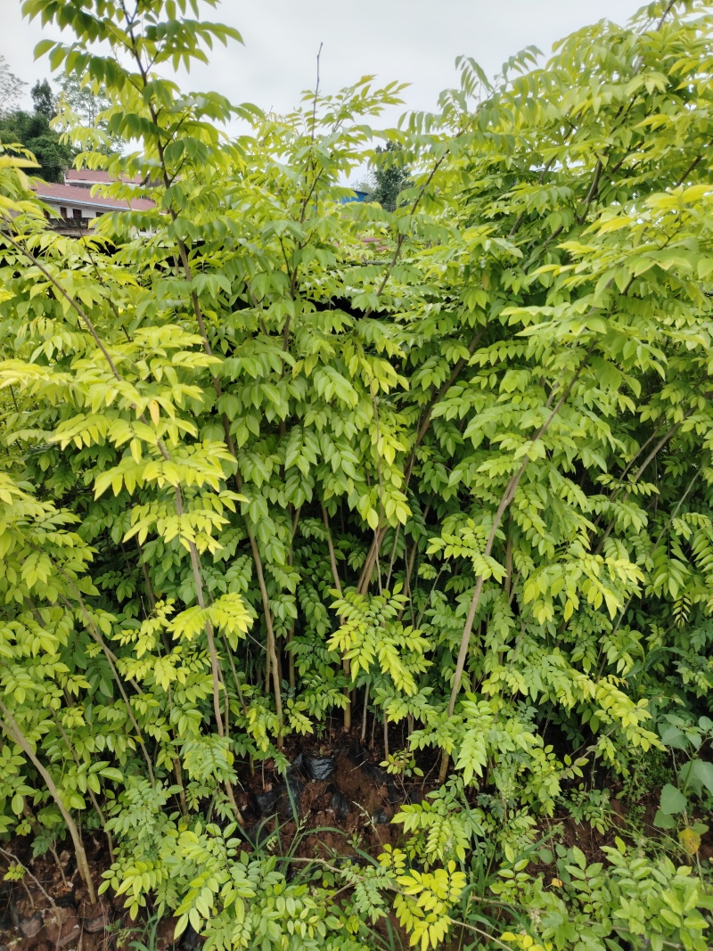 海南黄花梨树苗降香黄檀树苗红木苗1.5-2米高