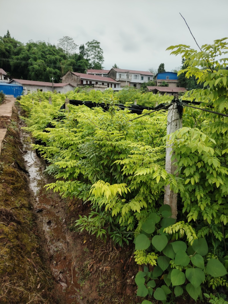 海南黄花梨树苗降香黄檀树苗红木苗1.5-2米高