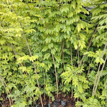 海南黄花梨树苗降香黄檀树苗红木苗1.5-2米高