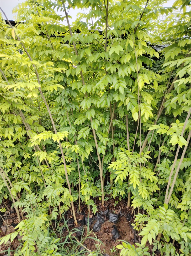 海南黄花梨树苗降香黄檀树苗红木苗1.5-2米高