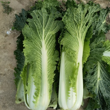 山东白菜青帮津育80自产自销，产地一手货源，欢迎电联