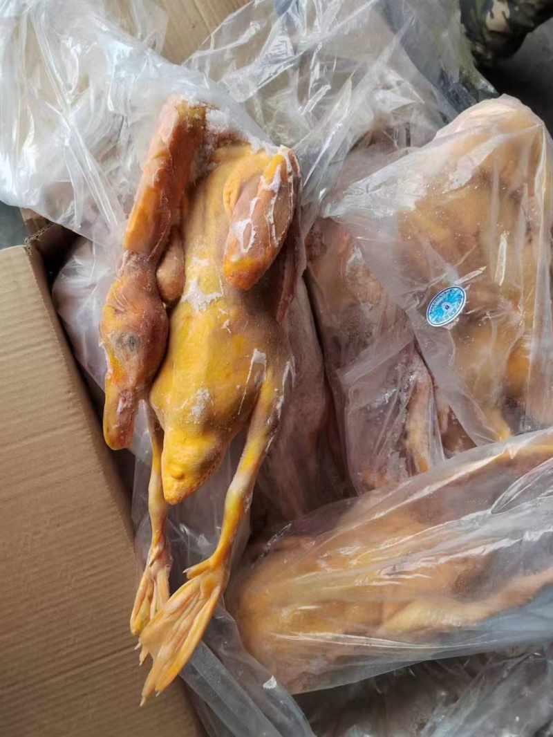红头雁红嘴鸭番鸭