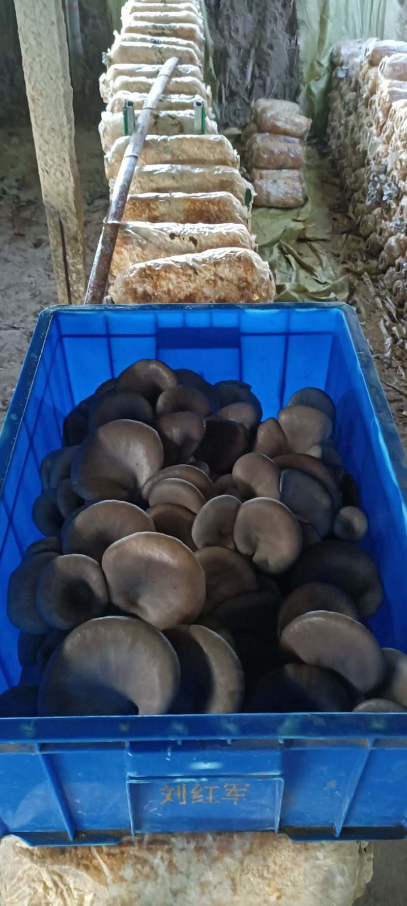 平菇