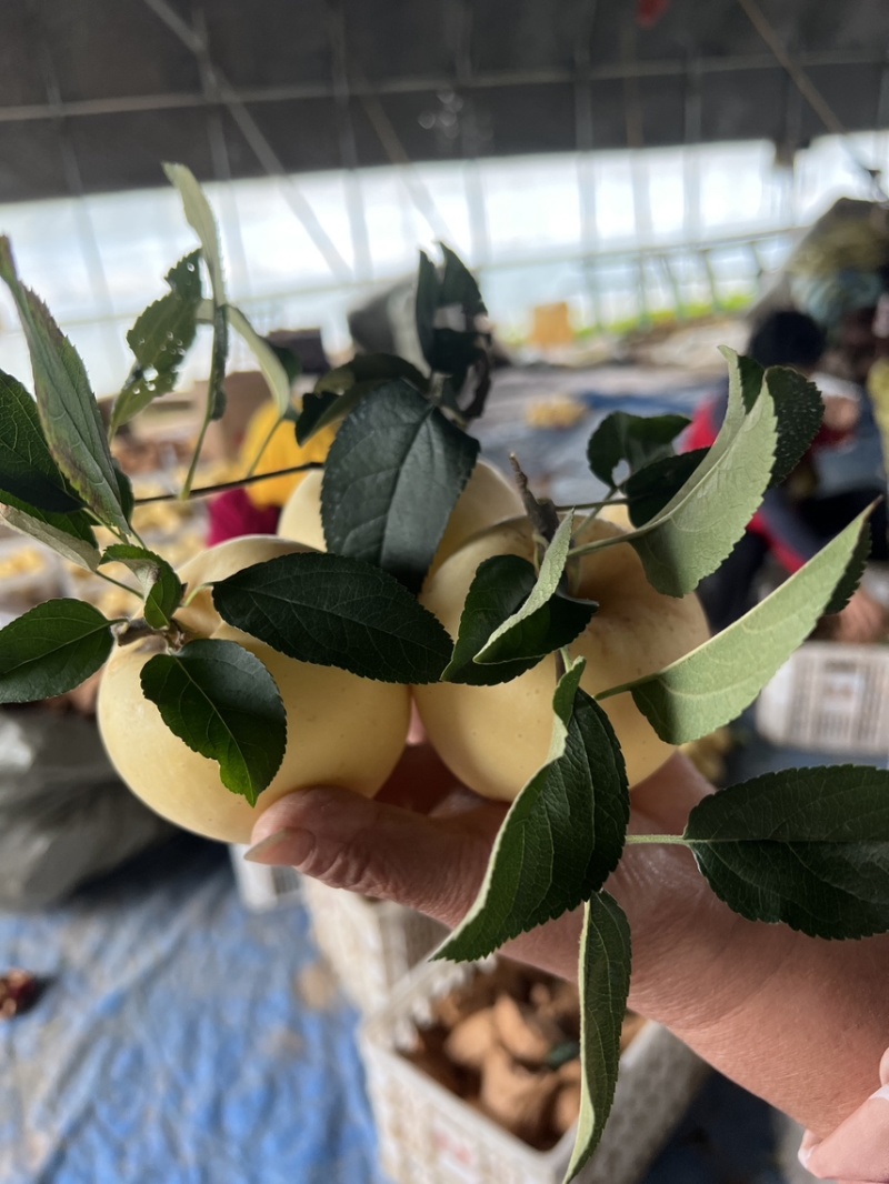 山东维纳斯黄金苹果