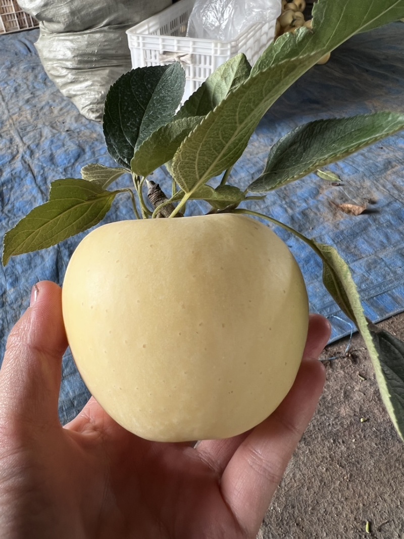 山东维纳斯黄金苹果