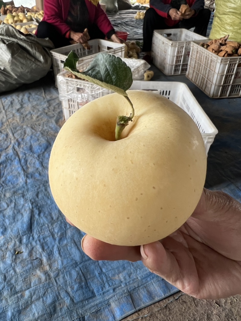 山东维纳斯黄金苹果