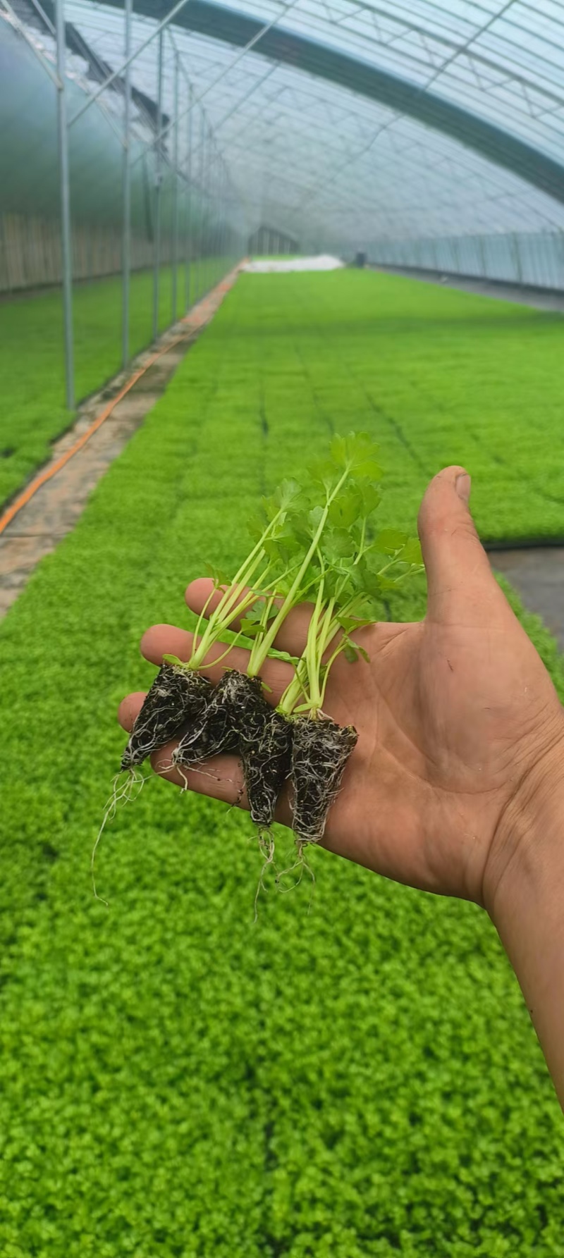 穴盘西芹苗子