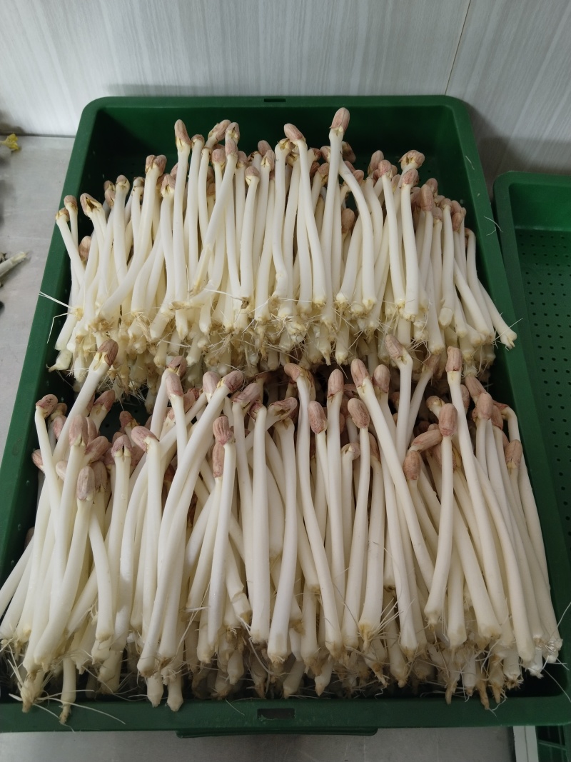 江西花生芽苗菜现货现发品质保证欢迎咨询