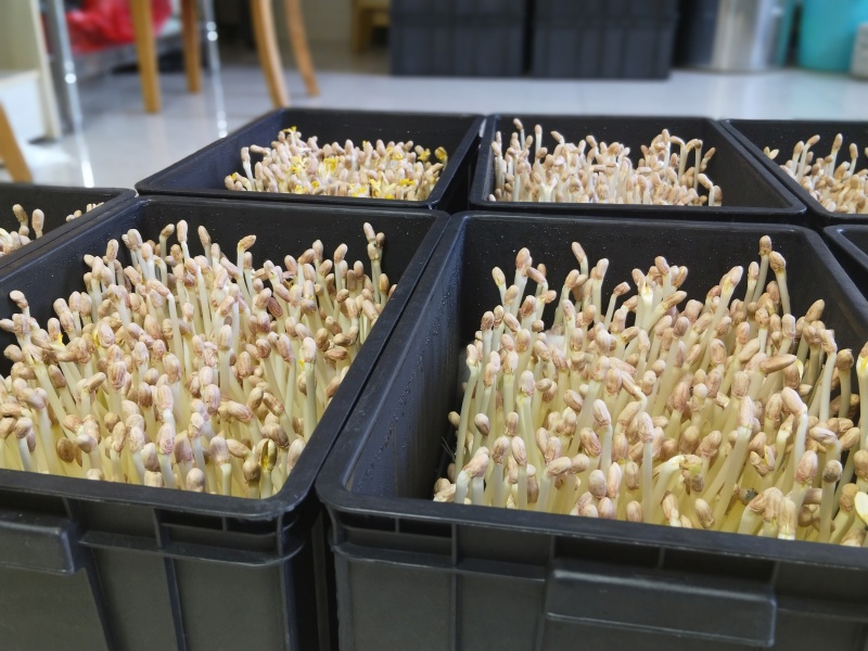江西花生芽苗菜现货现发品质保证欢迎咨询