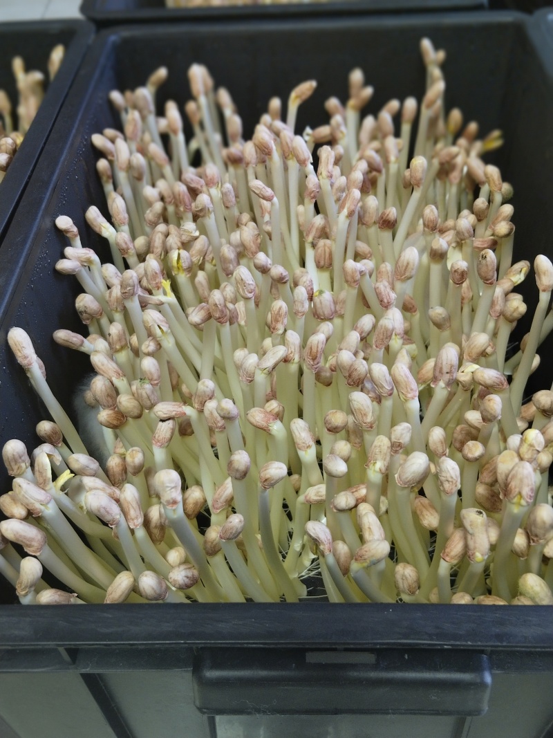 江西花生芽苗菜现货现发品质保证欢迎咨询