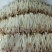 江西花生芽苗菜现货现发品质保证欢迎咨询