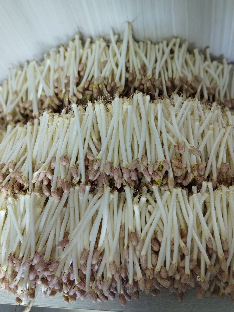 江西花生芽苗菜现货现发品质保证欢迎咨询