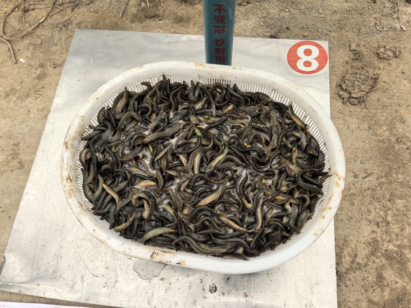 现货台湾泥鳅