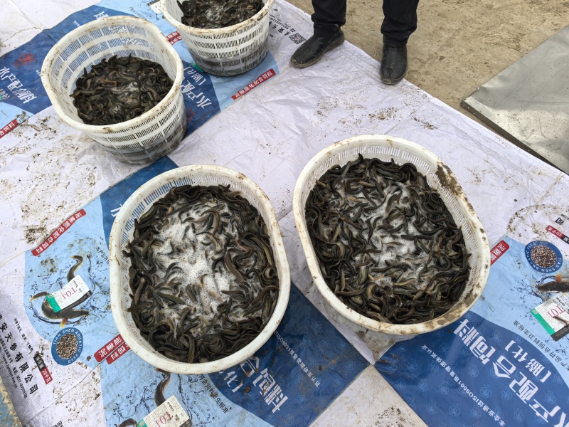 现货台湾泥鳅