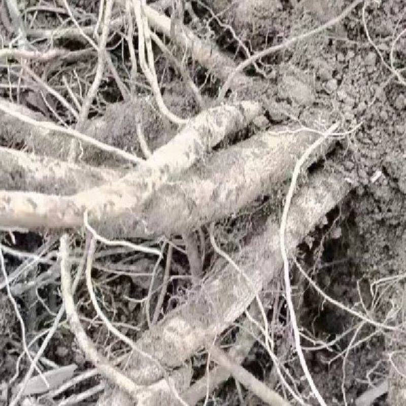 牛膝