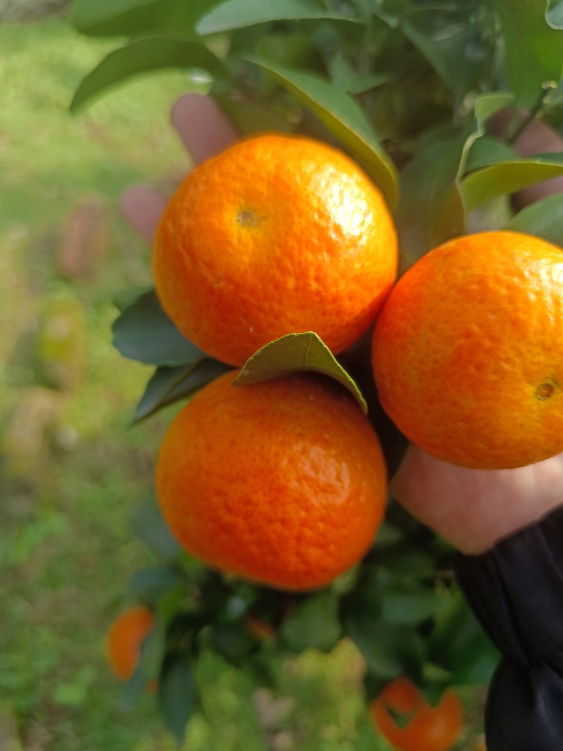 四川达州金秋砂糖橘大量上市堪比广西砂糖橘。