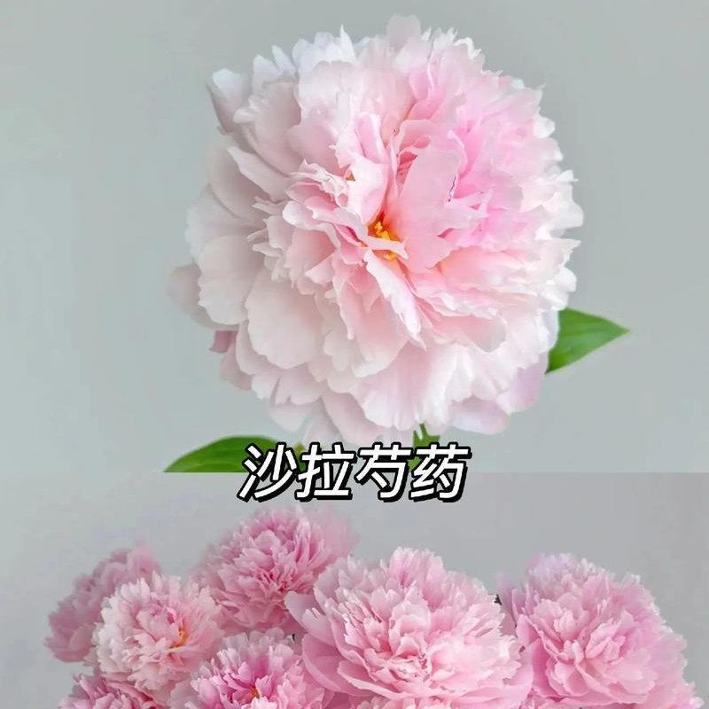 进口芍药种苗包对版假一赔十沙拉以及几十个品种