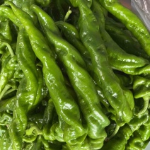 精品陇椒，螺丝椒，线椒，泡椒