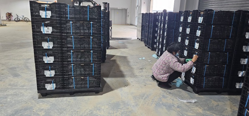 进口芍药种苗包对版假一赔十沙拉以及几十个品种