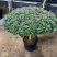 大红宝石比利时四季杜鵑花老桩四季开花室内室外阳台绿植盆栽