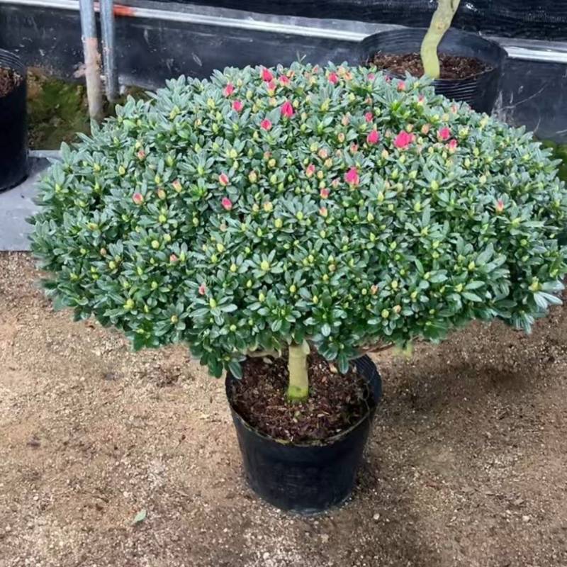 大红宝石比利时四季杜鵑花老桩四季开花室内室外阳台绿植盆栽