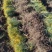 樟子松小苗,杯苗,定植苖东北货源量大从优