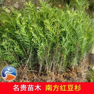 红豆杉南方红豆杉曼地亚红豆杉树苗