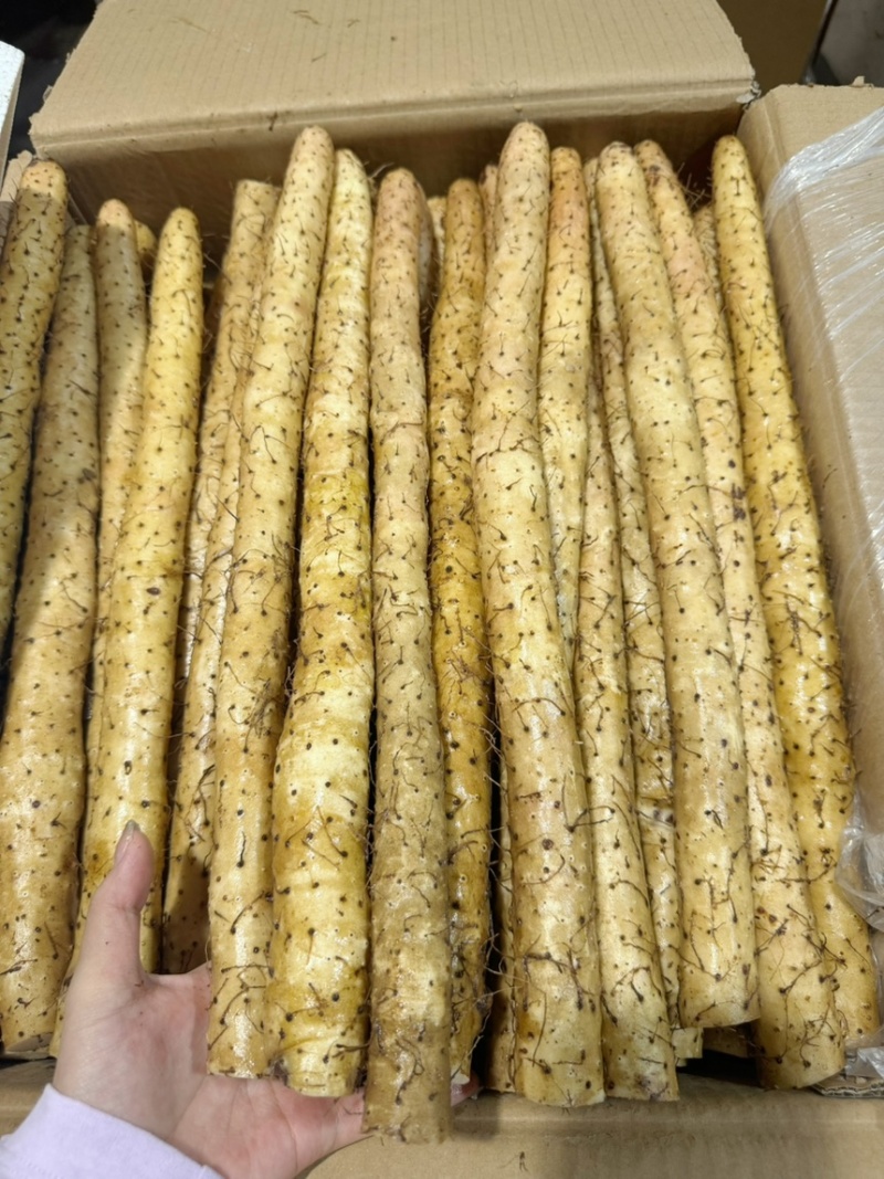 【推荐】小白嘴山药一手货源大量批发可视频看货欢迎订购