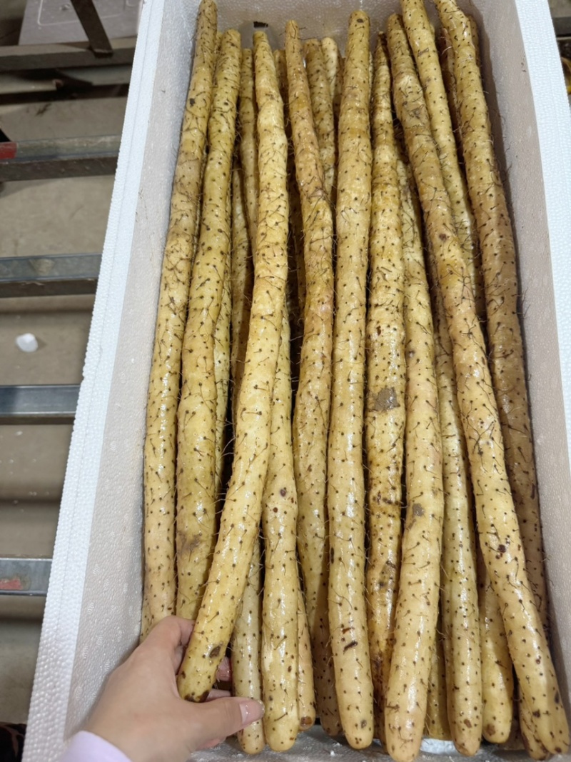 【推荐】小白嘴山药一手货源大量批发可视频看货欢迎订购