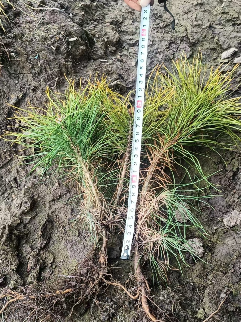 樟子松小苗，杯苗，定植苖东北货源量大从优