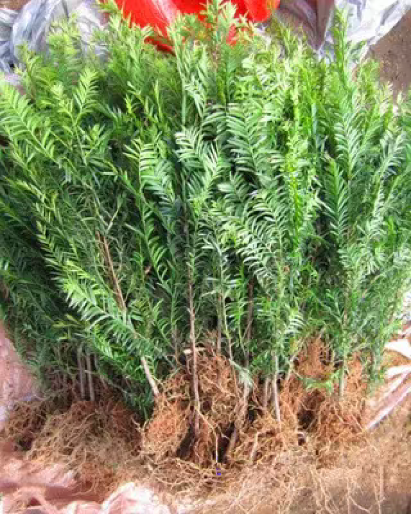 红豆杉南方红豆杉曼地亚红豆杉树苗