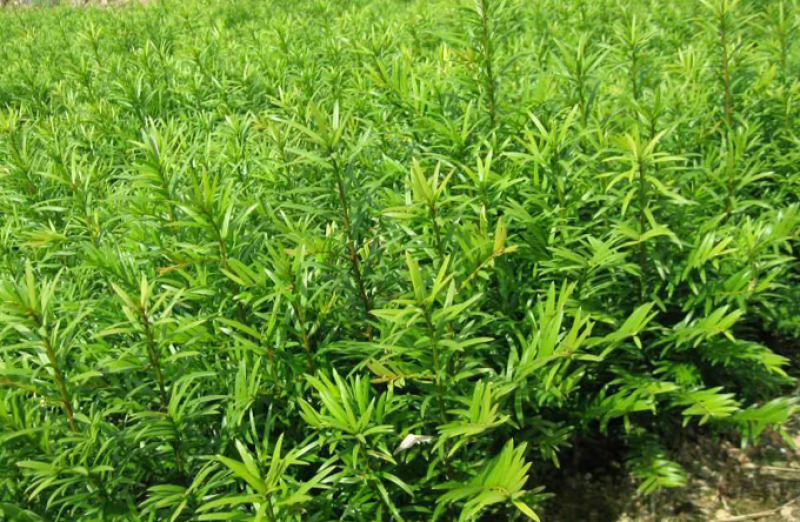 红豆杉南方红豆杉曼地亚红豆杉树苗