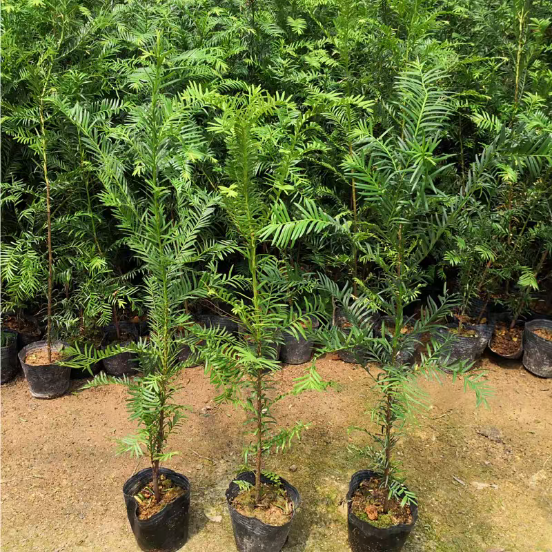 红豆杉南方红豆杉曼地亚红豆杉树苗