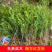 红豆杉南方红豆杉曼地亚红豆杉树苗