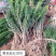 红豆杉南方红豆杉曼地亚红豆杉树苗