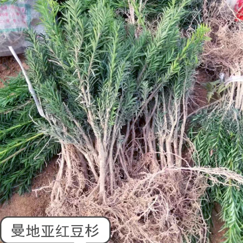 红豆杉南方红豆杉曼地亚红豆杉树苗