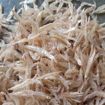 虾皮淡干无盐虾皮质量上乘干度纯干自然天晒虾皮